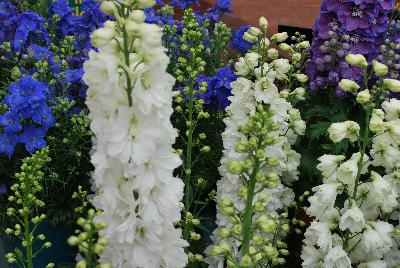 Guardian Delphinium White