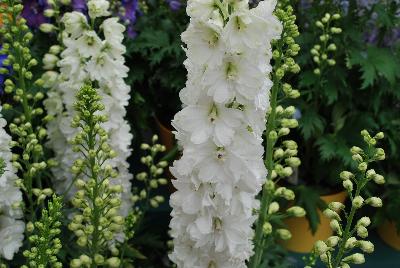 Guardian Delphinium White