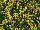 Ball Horticultural: Alyssum wulfenianum 'Golden Spring' 