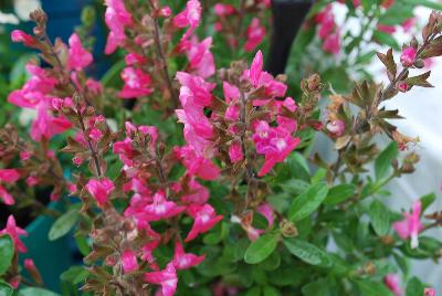 Mirage™ Salvia greggii Pink