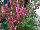 Mirage™ Salvia greggii Pink 