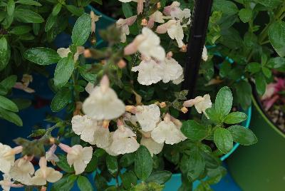 Mirage™ Salvia greggii Cream