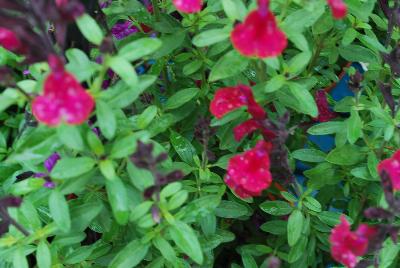 Mirage™ Salvia greggii Burgundy 