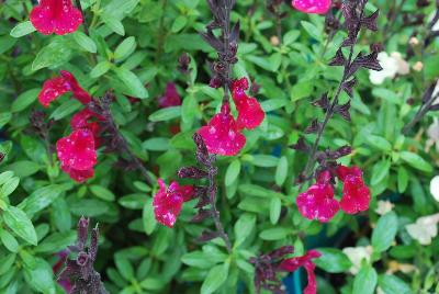 Mirage™ Salvia greggii Burgundy 