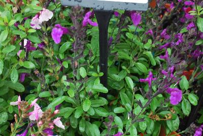 Mirage™ Salvia greggii Violet 