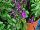 Mirage™ Salvia greggii Violet 