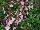 Mirage™ Salvia greggii Soft Pink 
