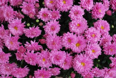 Ball Mums™ Chrysanthemum Jazzberry 