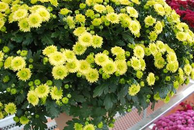 Ball Mums™ Chrysanthemum Key Lime 