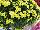 Ball Mums™ Chrysanthemum Key Lime 