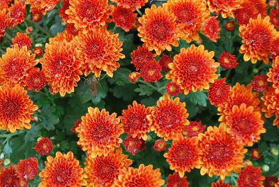 Ball Horticultural: Ball Mums™ Chrysanthemum Copper Coin 