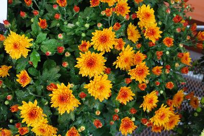 Ball Mums™ Chrysanthemum Fireglow 