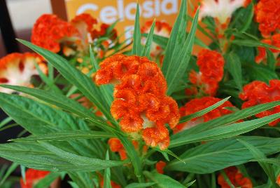 Twisted™ Celosia cristata Orange 