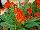 Twisted™ Celosia cristata Orange 