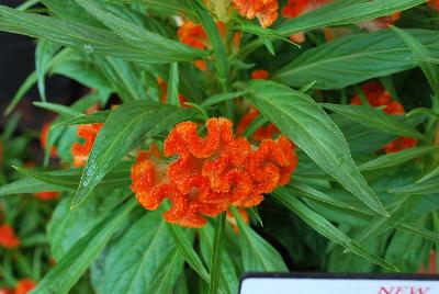 Twisted™ Celosia cristata Orange 
