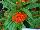 Twisted™ Celosia cristata Orange 