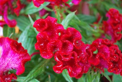 Ball Horticultural: Twisted™ Celosia Red 