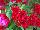 Twisted™ Celosia cristata Red 