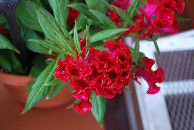 Twisted™ Celosia cristata Red 