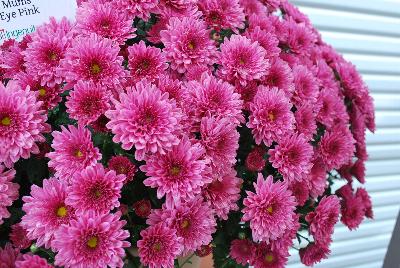 Ball Mums™ Chrysanthemum Pop Eye Pink 