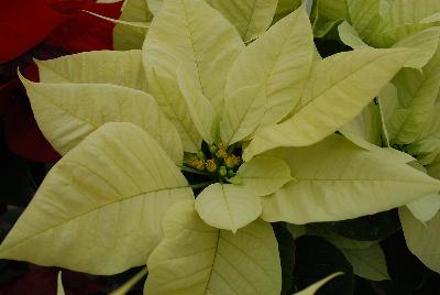 Christmas Beauty Poinsettia Euphorbia pulcherrima North Pole 