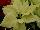 Christmas Beauty Poinsettia Euphorbia pulcherrima North Pole 