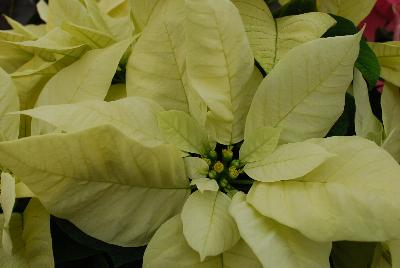 Christmas Beauty Poinsettia Euphorbia pulcherrima North Pole 