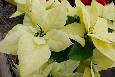 Christmas Beauty Poinsettia Euphorbia pulcherrima North Pole 