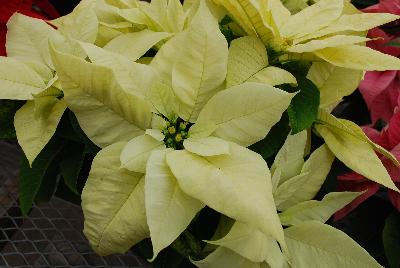 Christmas Beauty Poinsettia Euphorbia pulcherrima North Pole 