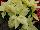 Christmas Beauty Poinsettia Euphorbia pulcherrima North Pole 