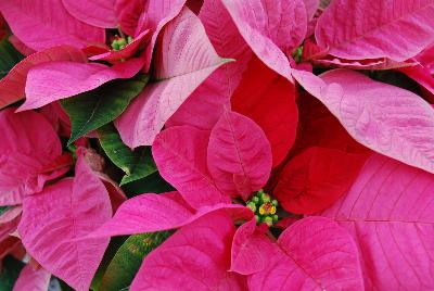 Christmas Beauty Poinsettia Euphorbia pulcherrima Pink 