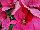 Christmas Beauty Poinsettia Euphorbia pulcherrima Pink 