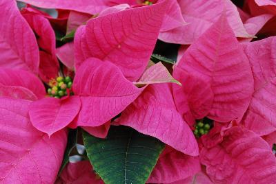 Christmas Beauty Poinsettia Euphorbia pulcherrima Pink 