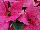 Christmas Beauty Poinsettia Euphorbia pulcherrima Pink 