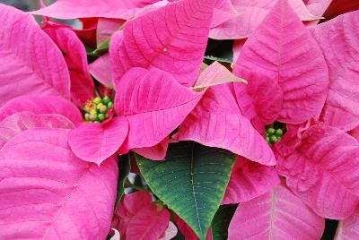 Christmas Beauty Poinsettia Euphorbia pulcherrima Pink 
