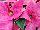 Christmas Beauty Poinsettia Euphorbia pulcherrima Pink 