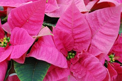Christmas Beauty Poinsettia Euphorbia pulcherrima Pink 