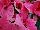 Christmas Beauty Poinsettia Euphorbia pulcherrima Pink 