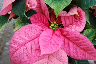 Christmas Glory Poinsettia Euphorbia pulcherrima Pink 