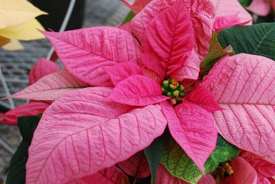Christmas Glory Poinsettia Euphorbia pulcherrima Pink 