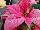 Christmas Glory Poinsettia Euphorbia pulcherrima Pink 