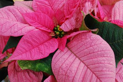 Christmas Glory Poinsettia Euphorbia pulcherrima Pink 
