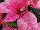 Christmas Glory Poinsettia Euphorbia pulcherrima Pink 