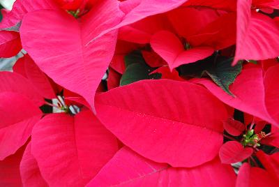 Christmas Glory Poinsettia Euphorbia pulcherrima Red 