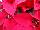 Christmas Glory Poinsettia Euphorbia pulcherrima Red 