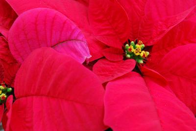 Christmas Glory Poinsettia Euphorbia pulcherrima Red 