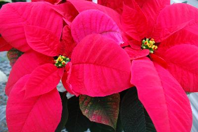 Christmas Glory Poinsettia Euphorbia pulcherrima Red 