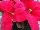 Christmas Glory Poinsettia Euphorbia pulcherrima Red 