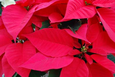 Christmas Glory Poinsettia Euphorbia pulcherrima Red 