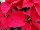 Christmas Glory Poinsettia Euphorbia pulcherrima Red 